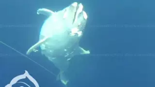 Кладбище дельфинов с камнями на хвостах нашли на дне Черного моря