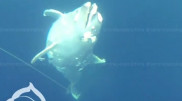 Кладбище дельфинов с камнями на хвостах нашли на дне Черного моря