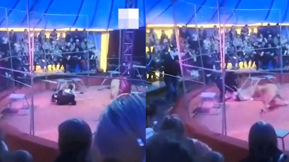 Львицы напали на дрессировщика в цирке России