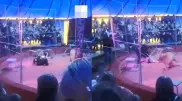 Львицы напали на дрессировщика в цирке России