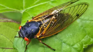 США атаковали миллиарды цикад