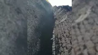 Нашествие саранчи сняли на видео жители ЗКО