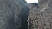 Нашествие саранчи сняли на видео жители ЗКО