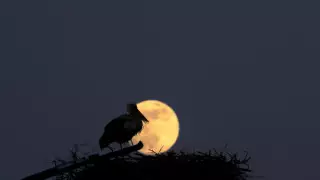 Фото суперлунного затмения появились в Сети