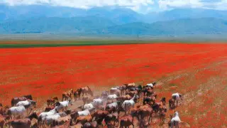 "Всадник, горы, маковое поле". В Японии стал хитом ролик с потрясающими видами Казахстана