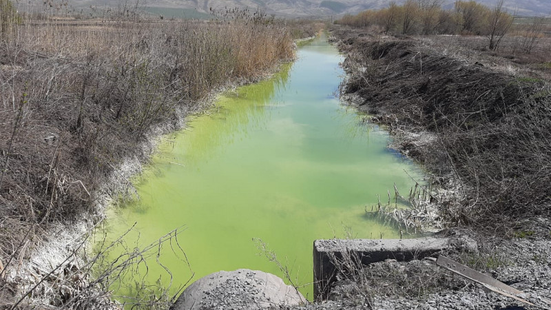 Экологи выяснили, откуда появилась "зеленая" вода в пруду в ВКО