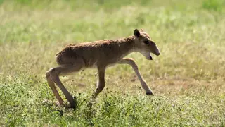 Токаеву доложили об охране сайгаков и ситуации на водоемах