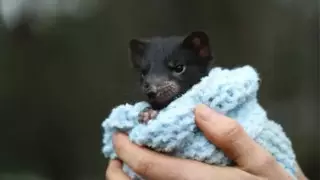 Тасманские дьяволы родились в дикой природе впервые за 3 тысячи лет в Австралии