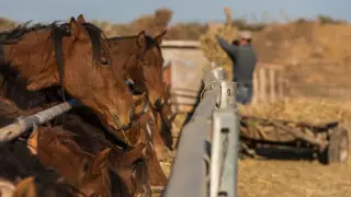 Лошади умирают от голода на популярном курорте в Бангладеш