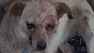 "Крик ужаса". Собаку избили топором в Алматинской области