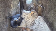 Пустельга всю ночь билась за своих птенцов и стала героиней Сети