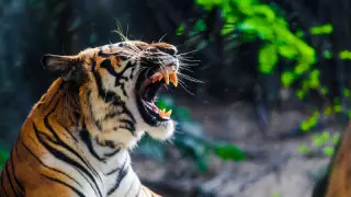 Браконьера, убившего 70 бенгальских тигров, арестовали в Бангладеш