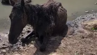 Спасение умирающей лошади сняли на видео в Мангистау
