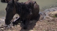 Спасение умирающей лошади сняли на видео в Мангистау