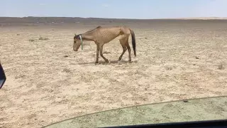 Жуткие фото умирающих от голода лошадей в Мангистау обсуждают в Сети