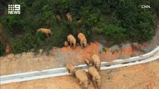 Стадо слонов сбежало из заповедника в Китае