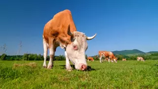 Маски-намордники решили надевать на коров в США