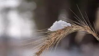 Как повлияли снег и заморозки на урожай в Казахстане