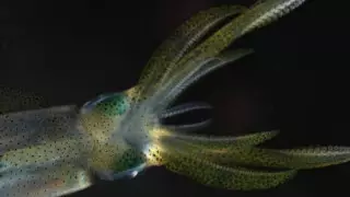 NASA отправило кальмаров в открытый космос