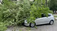 Последствия грозы в Алматы: поваленные деревья и поврежденные авто