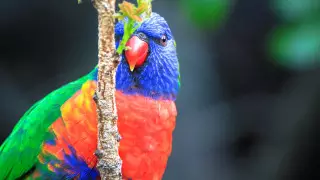 70 процентов живых существ Австралии до сих пор не изучены - ученые