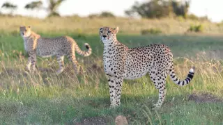 Гепарды вернутся в Индию впервые за 70 лет