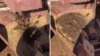 Массовое нашествие мышей-каннибалов сняли на видео в Австралии