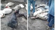 Мощный град забил стадо в Актюбинской области