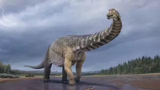 Ученые установили самого крупного динозавра Австралии