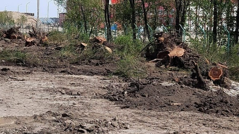 Крупную компанию обвинили в вырубке сотен деревьев под Алматы