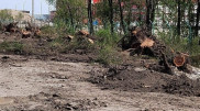 Крупную компанию обвинили в вырубке сотен деревьев под Алматы