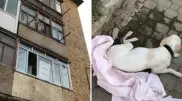 "Выкинул хозяин": собака умерла после падения с третьего этажа в Караганде