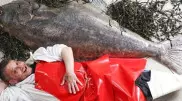Рыбу-гиганта выловили в Шотландии