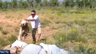 Фермеры сжигают шерсть из-за проблем со сбытом в Актюбинской области