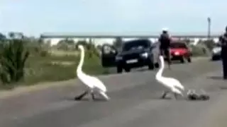 Лебеди с лебедятами остановили движение на дороге в Карагандинской области