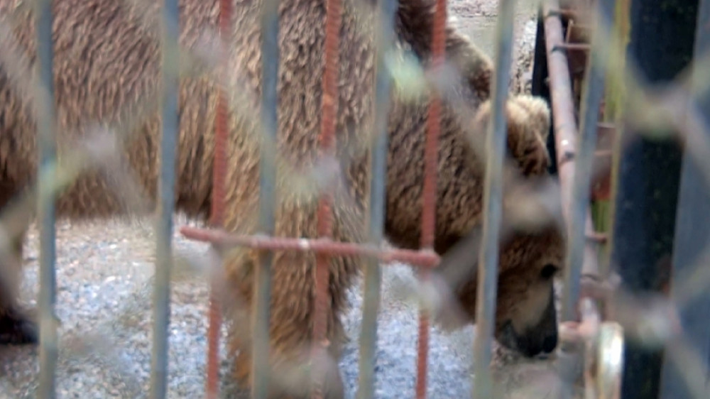 Голодающих цирковых медведей отдали в зоопарк Шымкента
