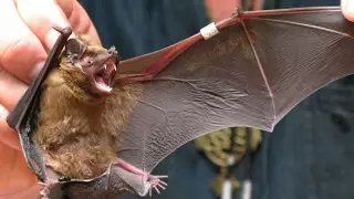 У летучих мышей в Китае обнаружили новые коронавирусы