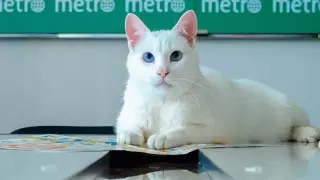 Кот Ахилл предсказал исход матча Россия - Бельгия на Евро-2020