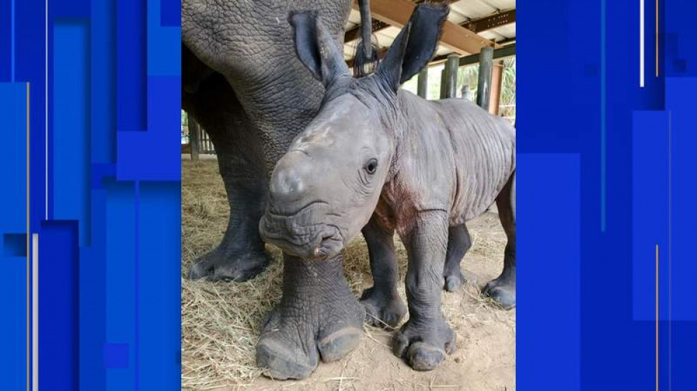 Сколько носорогов родилось в 2002 году. Белый носорог. Носорог рожает человека. ZOOTAMPA Florida.