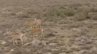 Краснокнижных уриалов сняли на видео с высоты птичьего полета