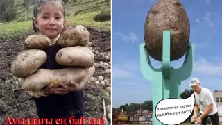 "Ет орнына картоп асып береміз". Қазнетте азық-түлік қымбаттауы әзілге айналды
