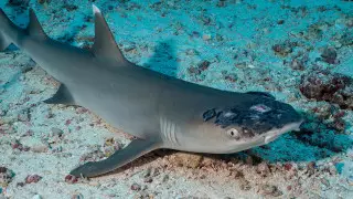 У рифовых акул обнаружили загадочную кожную болезнь