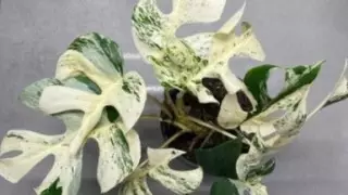 Комнатное растение продали за 19 тысяч долларов на онлайн-аукционе