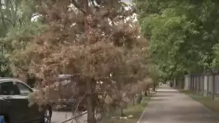 Молодые деревья гибнут в Алматы