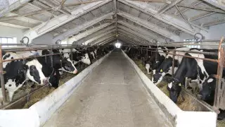 До 2025 года в Костанайской области заработают 14 молочных ферм