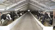До 2025 года в Костанайской области заработают 14 молочных ферм