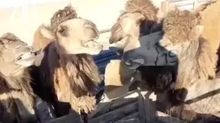 Картоном кормят домашний скот жители Мангистау