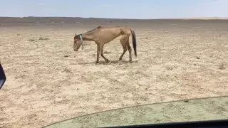 Как будут спасать умирающих от голода лошадей в Мангистау, рассказали в МСХ