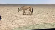 Как будут спасать умирающих от голода лошадей в Мангистау, рассказали в МСХ