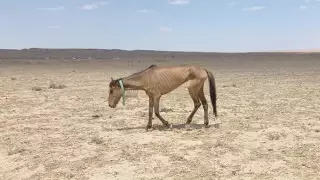 Режим ЧП могут ввести в двух областях